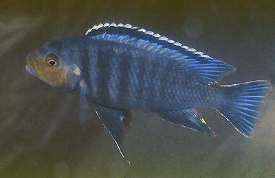 Petrotilapia genalutea 'Makanjila Rocks'